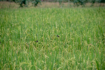 Photograph, the beauty of paddy and paddy fields at my village (Ngadirejo, Musi Rawas, South Sumatera), green leaf, growing seeds, yellow seeds.
