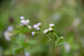 Photograph, Ageratum conyzoides is known Bandotan atau wedusan in Bahasa, it's a type of weed for agricultural crops.