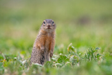 А small baby spotted ground squirrel stands on a green meadow and looks around