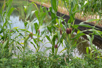 Photograph, a group of the corn tree (Zea mays) or named as 'jagung' in Bahasa were planted on farm field, getting green and growing. corn tree (Zea mays), green corn tree, farm field, paddy field.
