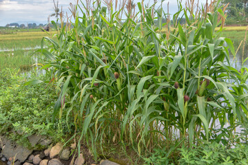 Photograph, a group of the corn tree (Zea mays) or named as 'jagung' in Bahasa were planted on farm...