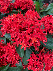red and green, red needle flower refreshing tropical flower, home garden flower in Thailand 