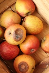 Damaged and rotten apples in wooden crate, closeup