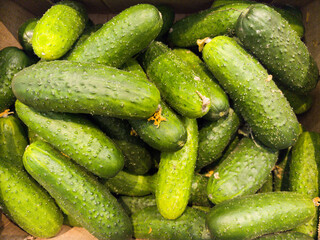 Fresh green cucumbers harvested from the farm ready for market display
