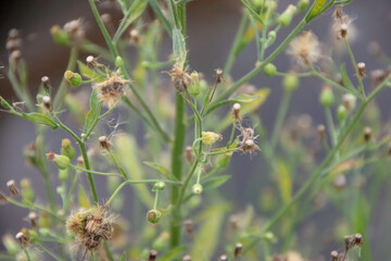 Photograph, Ageratum conyzoides is known Bandotan atau wedusan in Bahasa, it's a type of weed for agricultural crops.