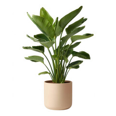 Bird of paradise plant in beige pot isolated on transparent background