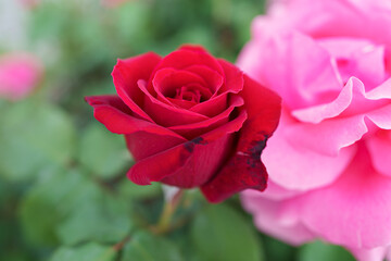 pink rose in garden