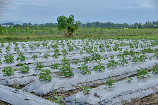 Photograph, Group of the eggplant are planted on the farm fields, start growing. Eggplant is also known as Terong (in Bahasa) or Solanum melongena (in Latin). terong, terong hijau.