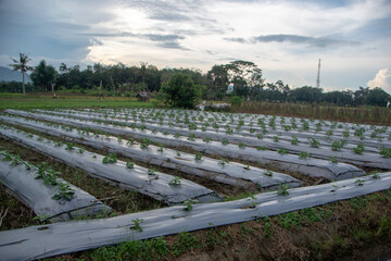 Photograph, Group of the eggplant are planted on the farm fields, start growing. Eggplant is also...