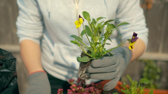 Woman holding yellow violet flower seedling before planting in garden container. Gardening in backyard in bright spring summer. Female gardener gripping pansy plant above planter preparing for