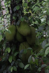 A bunch of jackfruits on the tree with thick leaflets 
