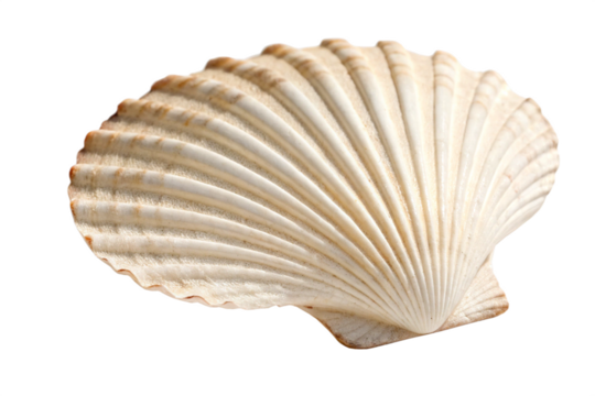 White elegant sea jacobean scallop shel isolated on transparent background
