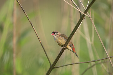 Red Avadavat (Amandava amandava) male perched in its habitat.
