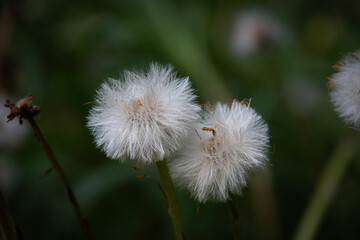 The last days of a dandelion in a field in the Canadian countryside
