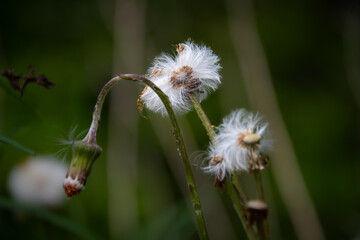The last days of a dandelion in a field in the Canadian countryside