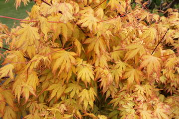 Feuillage d'Erable du japon jaune et rouge