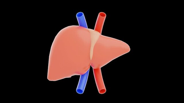 Liver Organ 3D Icon Animation