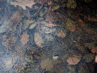 Autumn foliage as texture under ice. Nature background in dark ochre color