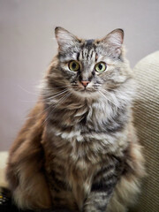 Portrait of a Norwegian forest cat on a light background.