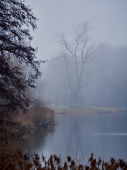 Misty landscapes. River and trees reflected in water.