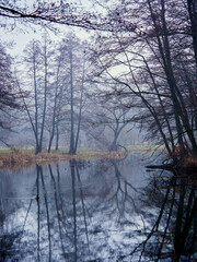 Misty landscapes. River and trees reflected in water.