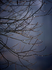Evening. Raindrops on bare autumn branches. Mood of sadness