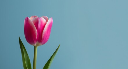 Fototapeta premium a single pink tulip, vibrant colors, high contrast, detailed, photorealistic, studio lighting, blue background 