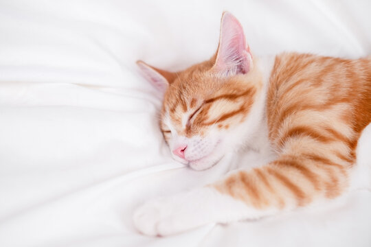 cute red and white kitten lies on a white blanket