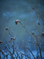 Wild rose hips under snow on a winter evening. Winter mood.