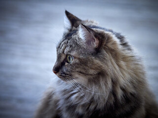 Portrait of a Norwegian forest cat on a light background.