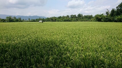 Vast Rice Field Under a Cloudy Sky