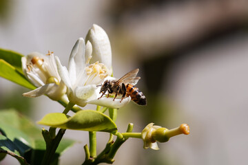 Close-up of a bee collecting pollen from white orange blossoms in spring. Biological agriculture. Environmental protection and biodiversity. 