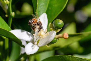 Close-up of a bee collecting pollen from white orange blossoms in spring. Biological agriculture. Environmental protection and biodiversity. 