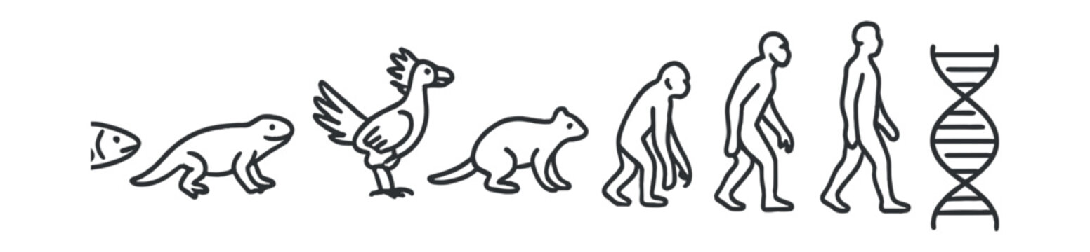 Line style icons of evolutionary stages and development: fish with fins, amphibian crawling, early reptile, feathered dinosaur, primitive bird, small mammal, primate ancestor, hominid evolution,