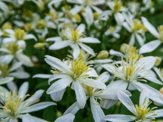 Delicate White Clematis Blossoms with Yellow Centers