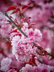 Bright branches of Japanese sakura close-up