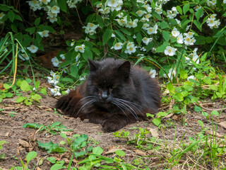 Fluffy Black Cat Resting Under White Flowers