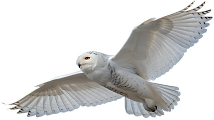 Obraz premium Snowy owl flying with wings spread, isolated on transparent background