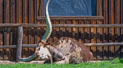 Longhorn, Ratschendorf, Styria, Austria, Europe, April 2025