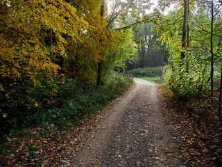 Picturesque forest country road without people in the middle of autumn