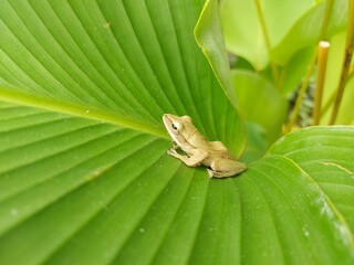 A small green tree frog resting peacefully on a bright green tropical leaf. Captured in natural light, this macro photo showcases the harmony of wildlife and tropical plants, ideal for nature themed