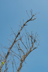 leafless, dried-out tree branches. blue sky backgrounds.