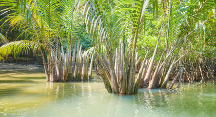 Jungle river on Palawan island, Philippines.