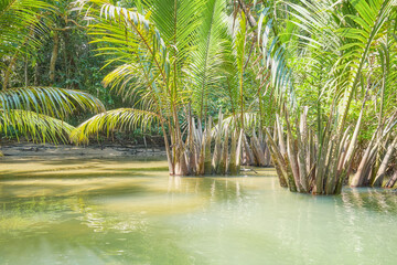 Jungle river on Palawan island, Philippines.