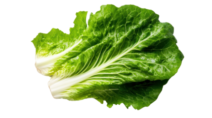 Fresh green lettuce leaf with crisp texture on a white isolated background