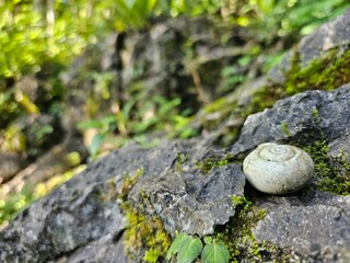 An old white snail shell lies on a mossy rock.