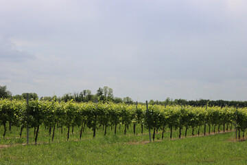 Naklejka premium Pinot Gris vineyard landscape on a sunny day on early summer