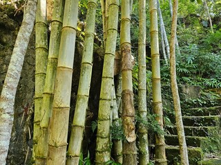 A bunch of tall green bamboo plants.