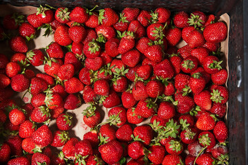 fresh strawberries in the market
