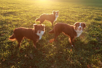 Three dogs are standing in a field of grass